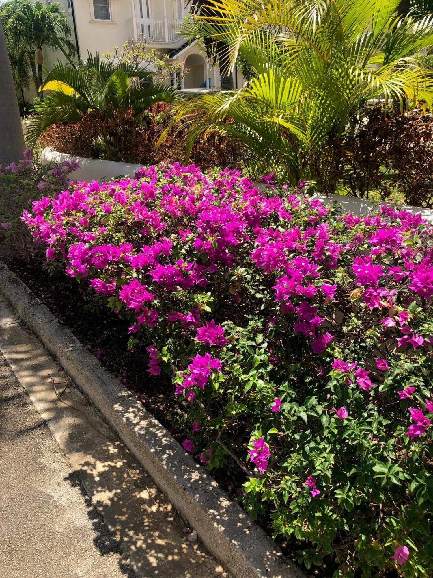 Blue Horizon Battaleys Mews Mullins Barbados Villa Saint Peter Exterior foto